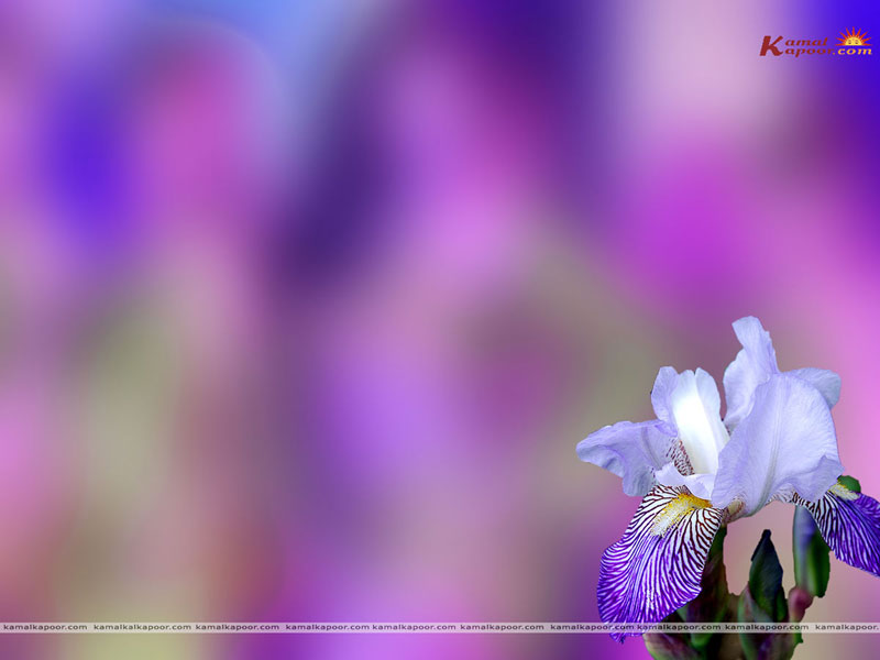 Seasons Wallpaper, Seasons designer desktop wallpapers, Different